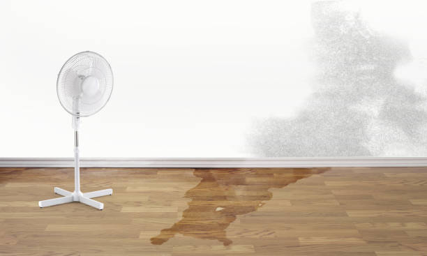 Best Carpet water damage restoration  in Beverly Hills, CA